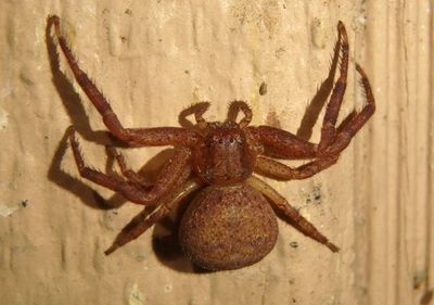 Xysticus funestus; Ground Crab Spider species