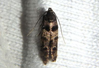 1609 - Stilbosis tesquella; Cosmet Moth species