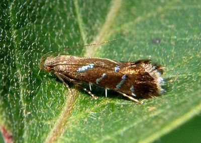 2254 - Strobisia proserpinella; Twirler Moth species
