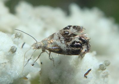 2647 - Tebenna gnaphaliella; Everlasting Tebenna Moth 