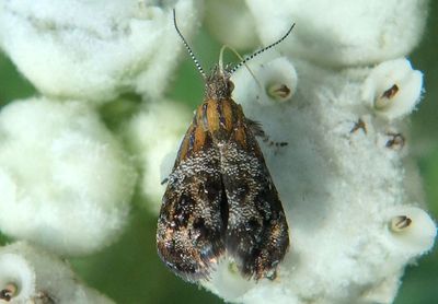 2647 - Tebenna gnaphaliella; Everlasting Tebenna Moth