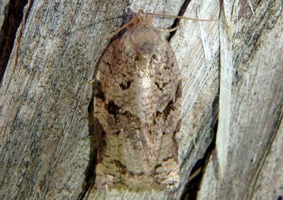 3660 - Archips grisea; Tortricid Moth species; female