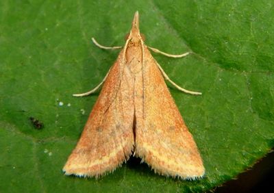 4796 - Microtheoris ophionalis; Yellow-veined Moth