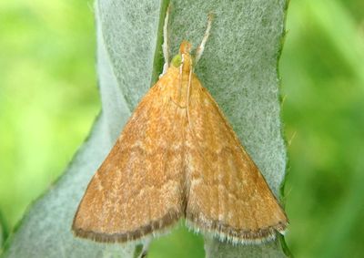 4877 - Aethiophysa invisalis; Crambid Snout Moth species