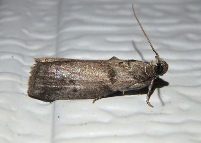 5767 - Oreana unicolorella; Pyralid Moth species