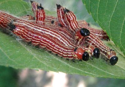 7907 - Datana integerrima; Walnut Caterpillars