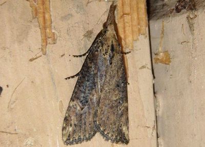 8461 - Hypena humuli; Hop Vine Moth