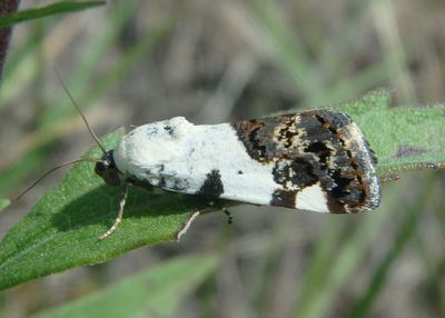 9136 - Tarache aprica; Exposed Bird Dropping Moth; male