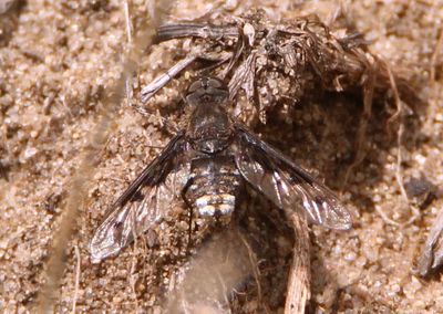 Anthrax albofasciatus; Bee Fly species