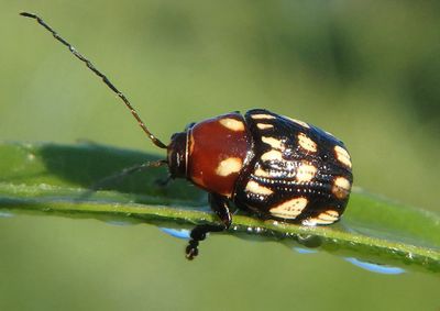 Bassareus clathratus; Case-bearing Leaf Beetle species