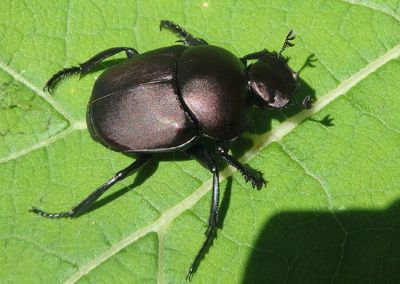 Canthon chalcites; Tumblebug species