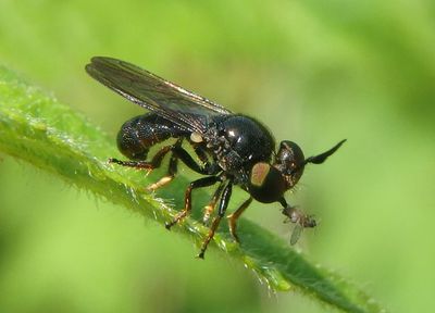 Cerotainia macrocera; Robber Fly species