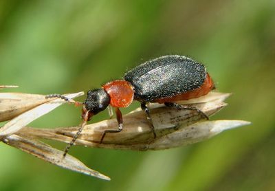 Collops tricolor; Soft-winged Flower Beetle species; female