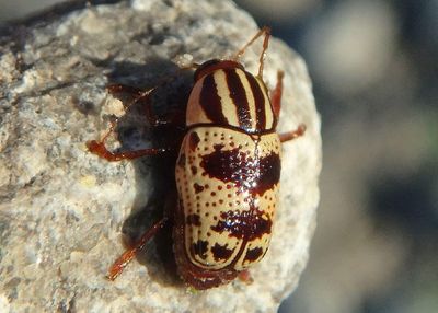 Cryptocephalus leucomelas; Case-bearing Leaf Beetle species 