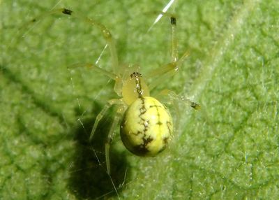 Enoplognatha ovata; Cobweb Spider species; form lineata