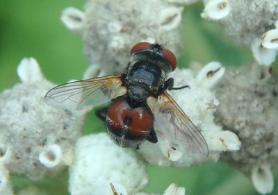 Gymnoclytia immaculata; Tachinid Fly species; female