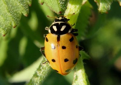 Hippodamia convergens; Convergent Lady Beetle