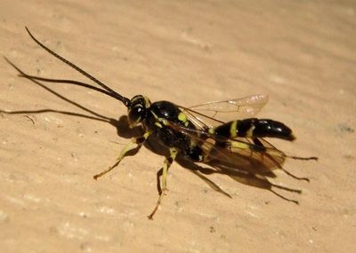 Ichneumonini Ichneumon Wasp species; male