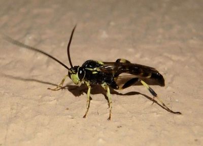 Ichneumonini Ichneumon Wasp species; male