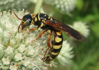 Myzinum quinquecinctum; Five-banded Thynnid Wasp; female