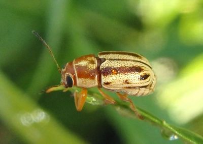 Pachybrachis bivittatus; Scriptured Leaf Beetle species