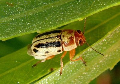 Pachybrachis bivittatus; Scriptured Leaf Beetle species 