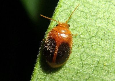 Prionocyphon limbatus; Marsh Beetle species