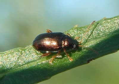 Rhabdopterus Leaf Beetle species 