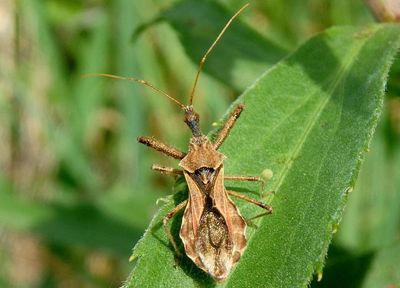 Sinea diadema; Spined Assassin Bug