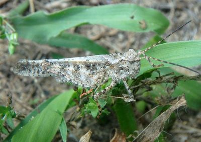 Spharagemon collare; Mottled Sand Grasshopper