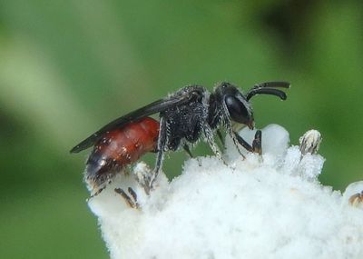 Sphecodes Sweat Bee species 