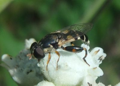 Syritta pipiens; Syrphid Fly species; female; exotic