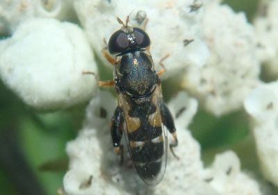Syritta pipiens; Syrphid Fly species; female; exotic