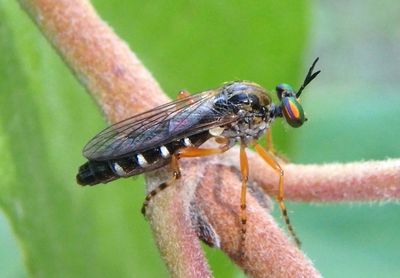 Taracticus octopunctatus; Robber Fly species