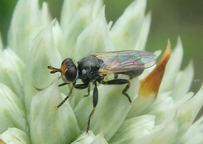 Thecophora Thick-headed Fly species