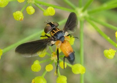 Trichopoda pennipes; Feather-legged Fly species; female