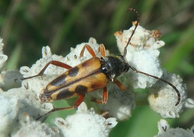 Typocerus octonotatus; Flower Longhorn species