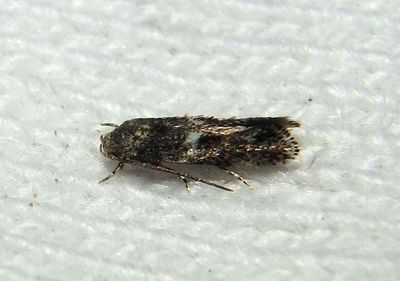 1129 - Elachista illectella; Grass Miner Moth species
