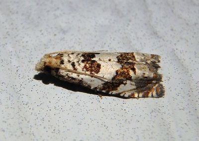 3091 - Pelochrista matutina; Tortricid Moth species