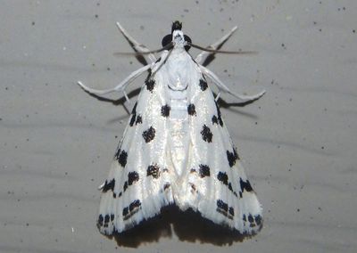 4794 - Eustixia pupula; Spotted Peppergrass Moth