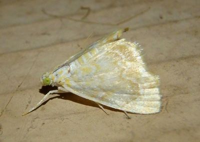 4869 - Glaphyria glaphyralis; Common Glaphyria Moth 