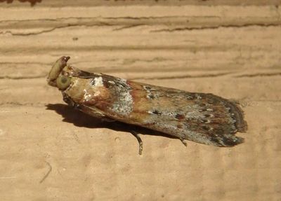 5890 - Adelphia petrella; Adelphia Moth 
