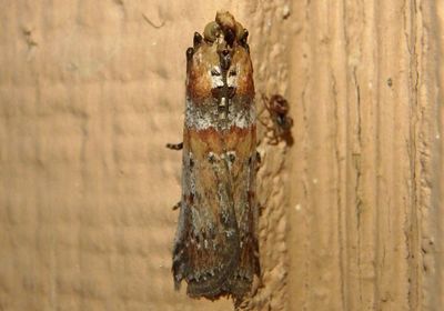 5890 - Adelphia petrella; Adelphia Moth