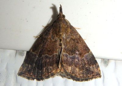 8447 - Hypena madefactalis; Gray-edged Bomolocha