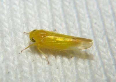 Alebra aurea; Leafhopper species