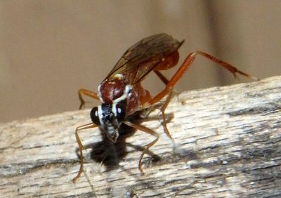 Ischnus Ichneumon Wasp species; female 