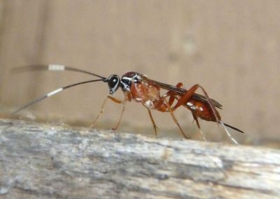 Ischnus Ichneumon Wasp species; female