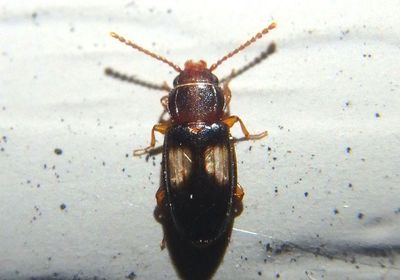 Laemophloeus fasciatus; Lined Flat Bark Beetle species