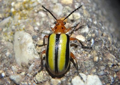 Lema daturaphila; Three-lined Potato Beetle