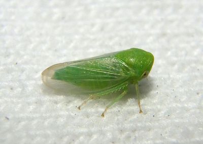 Macropsis Leafhopper species